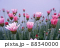 春の花 ローザンセマム アプリコットジャム 88340000