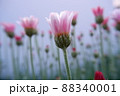 春の花 ローザンセマム アプリコットジャム 88340001