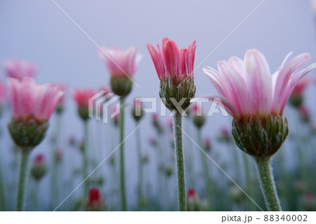 春の花 ローザンセマム アプリコットジャム 88340002