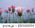 春の花 ローザンセマム アプリコットジャム 88340004