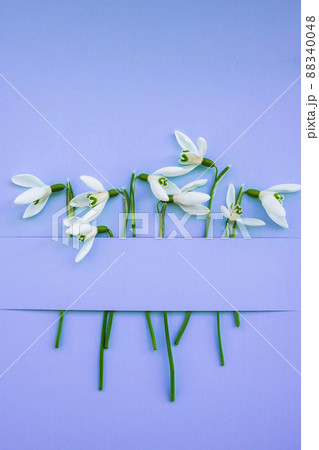 Composition with snowdrop flowers on color background, Creative layout made with snowdrop flowers on bright blue background. Flat lay. Spring minimal concept. Composition with snowdrop flowers on color background, Creative layout made with snowdrop flowers on bright blue background. Flat lay. Spring minimal concept. 88340048