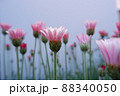 春の花 ローザンセマム アプリコットジャム 88340050
