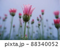 春の花 ローザンセマム アプリコットジャム 88340052