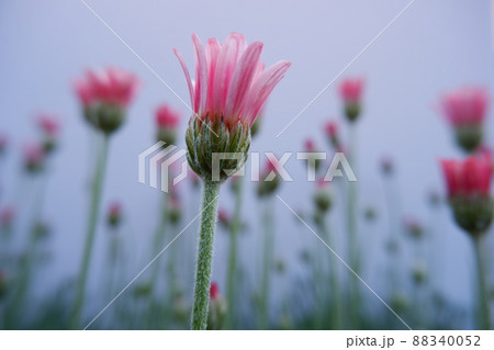春の花 ローザンセマム アプリコットジャム 春の花 ローザンセマム アプリコットジャム 88340052