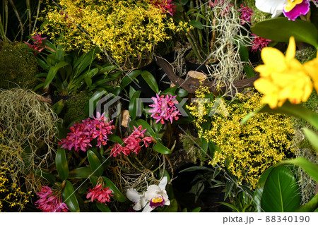 ＜東京都＞世界らん展 88340190