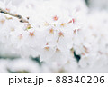 コピースペースのある淡い桜 88340206
