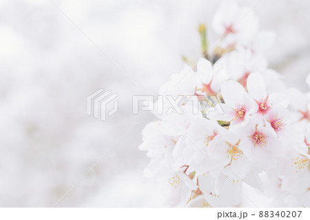 コピースペースのある淡い桜 コピースペースのある淡い桜 88340207