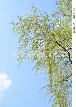 シダレヤナギの新緑と青空 88340208