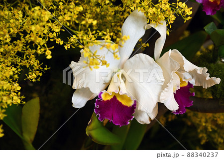 ＜東京都＞世界らん展 88340237