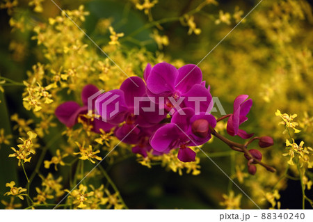 ＜東京都＞世界らん展 88340240