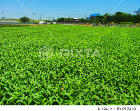 初夏のソルゴー茂る野菜畑風景 初夏のソルゴー茂る野菜畑風景 88340258