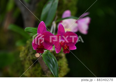 ＜東京都＞世界らん展 88340270