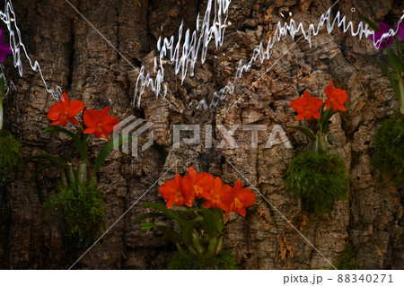 ＜東京都＞世界らん展 88340271