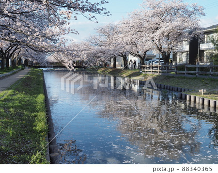 葛西用水の桜と浮かぶ花びら 88340365