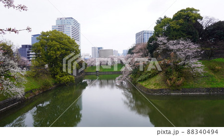 千鳥ヶ淵の桜 88340494