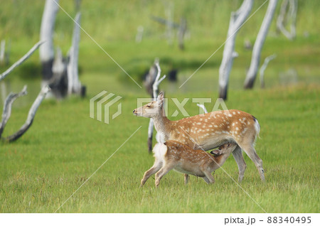授乳中のエゾシカ親子（北海道） 88340495