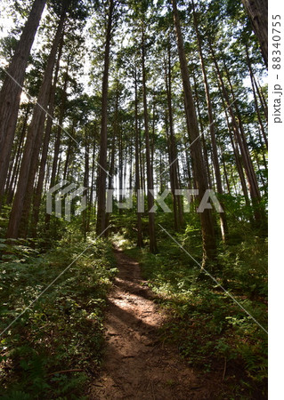 宮城県仙台市の天然記念物青葉山にある青葉の森緑地です 宮城県仙台市の天然記念物青葉山にある青葉の森緑地です 88340755