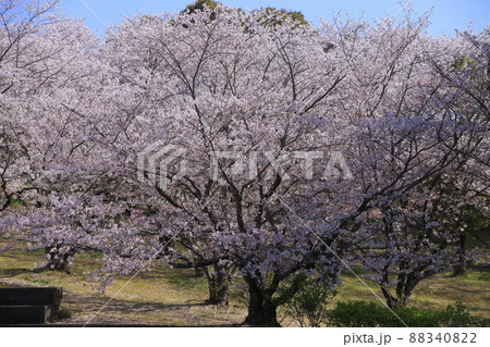 大牟田市 甘木山公園 桜、 大牟田市 甘木山公園 桜、 88340822