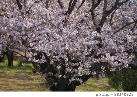 大牟田市 甘木山公園 桜、 大牟田市 甘木山公園 桜、 88340825