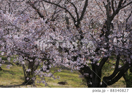 大牟田市 甘木山公園 桜、 大牟田市 甘木山公園 桜、 88340827