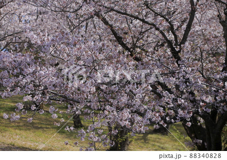 大牟田市 甘木山公園 桜、 大牟田市 甘木山公園 桜、 88340828