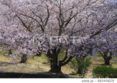 大牟田市 甘木山公園 桜、 大牟田市 甘木山公園 桜、 88340829