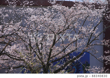 大牟田市 甘木山公園 桜、 大牟田市 甘木山公園 桜、 88340830