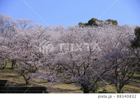 大牟田市 甘木山公園 桜、 大牟田市 甘木山公園 桜、 88340832