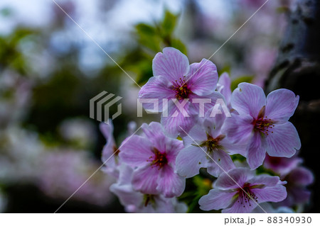 花びらのシワまで見えるピンクの桜 88340930