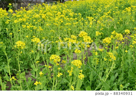 菜の花畑（アブラナ）が咲く花壇 88340931