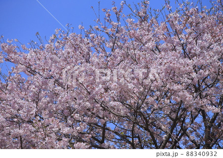 荒尾市　宮崎兄弟生家　桜、 88340932