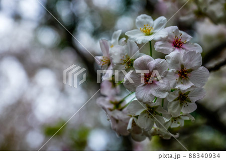 花びらのシワまで見える白い桜 88340934