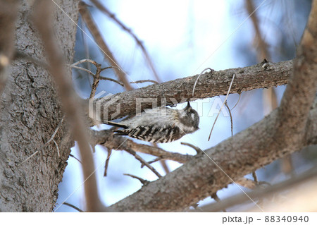 コゲラ　こげら　キツツキ　北海道野鳥 88340940