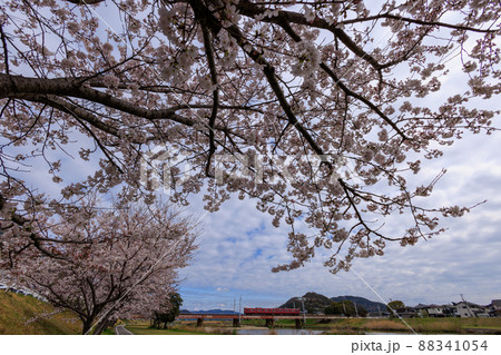満開の桜と列車 満開の桜と列車 88341054