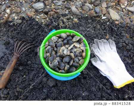 潮干狩り　 88341528