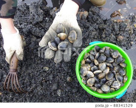 潮干狩りを楽しむ子供 88341529