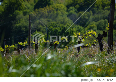 New bug and leaves sprouting at the beginning of spring on a trellised vine growing in bordeaux 88341642