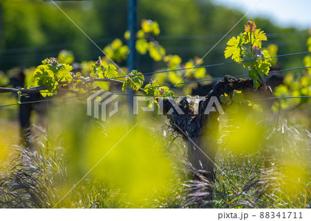 New bug and leaves sprouting at the beginning of spring on a trellised vine growing in bordeaux 88341711