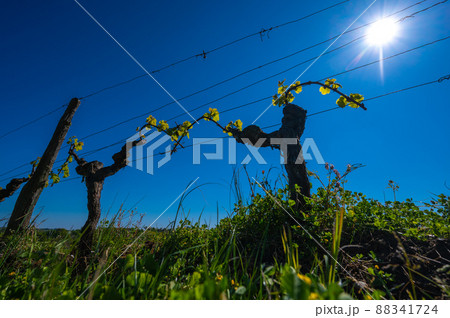 New bug and leaves sprouting at the beginning of spring on a trellised vine growing in bordeaux 88341724