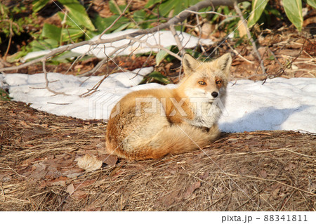 春の陽にくつろぐキタキツネ キツネ 狐 北海道自然 春の陽にくつろぐキタキツネ キツネ 狐 北海道自然 88341811