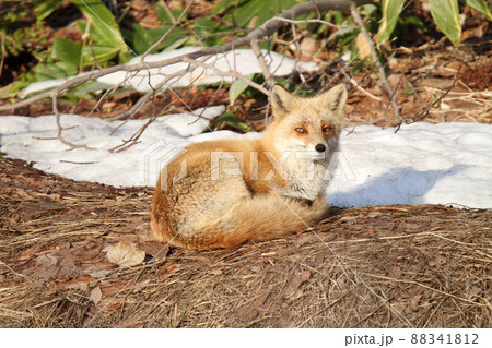 春の陽にくつろぐキタキツネ キツネ 狐 北海道自然 春の陽にくつろぐキタキツネ キツネ 狐 北海道自然 88341812
