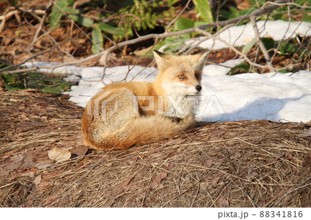 春の陽にくつろぐキタキツネ　キツネ　狐　北海道自然 88341816