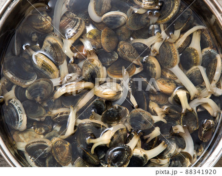 アサリ アサリの砂抜き アサリ アサリの砂抜き 88341920