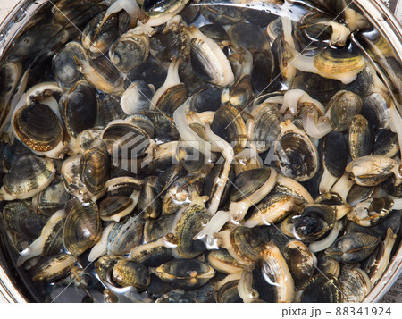 アサリの砂抜き アサリの砂抜き 88341924