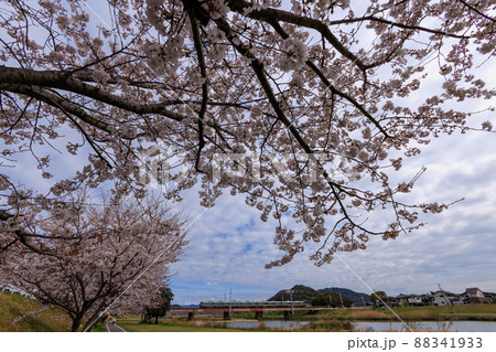 満開の桜と列車 満開の桜と列車 88341933