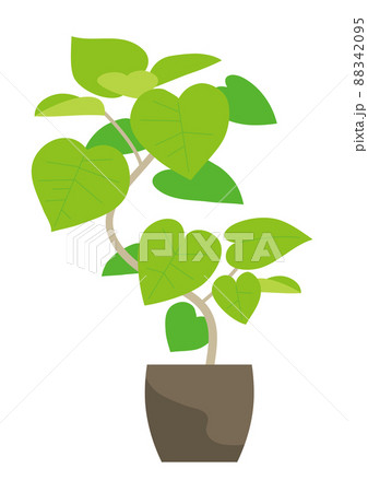 植木鉢の観葉植物(ウンベラータ) 植木鉢の観葉植物(ウンベラータ) 88342095