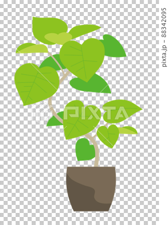 植木鉢の観葉植物(ウンベラータ) 植木鉢の観葉植物(ウンベラータ) 88342095