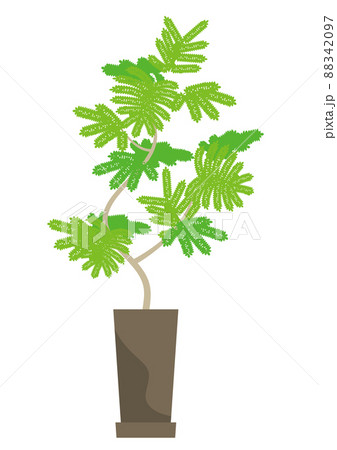 植木鉢の観葉植物 エバーフレッシュ のイラスト素材 8497