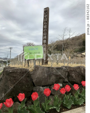 春のいせはら塔の山緑地公園 88342102