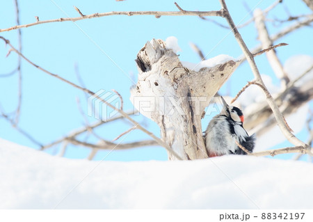木を突く冬の北海道のアカゲラ 木を突く冬の北海道のアカゲラ 88342197